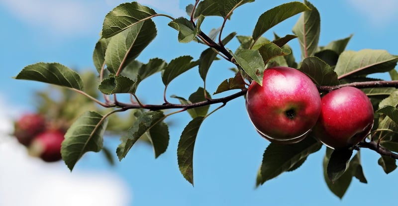 Apple Inc. Headquarters